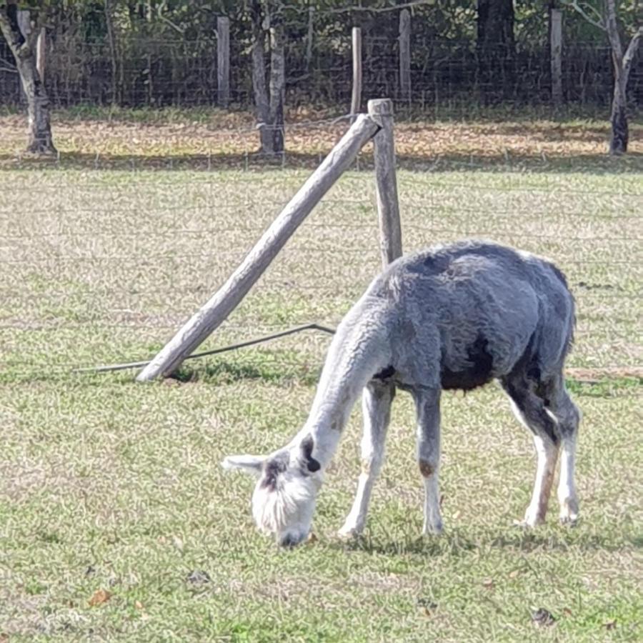 The Alpaca B&B Chalais  Ngoại thất bức ảnh