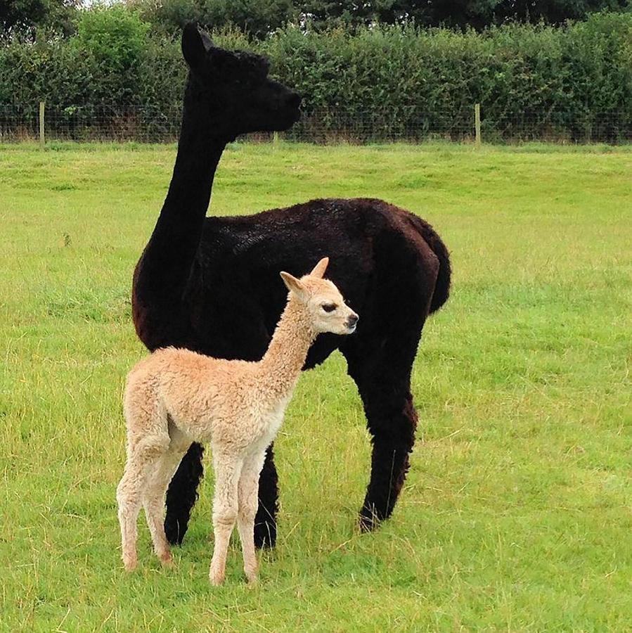 The Alpaca B&B Chalais  Ngoại thất bức ảnh